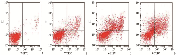 流式细胞术检测各组细胞凋亡